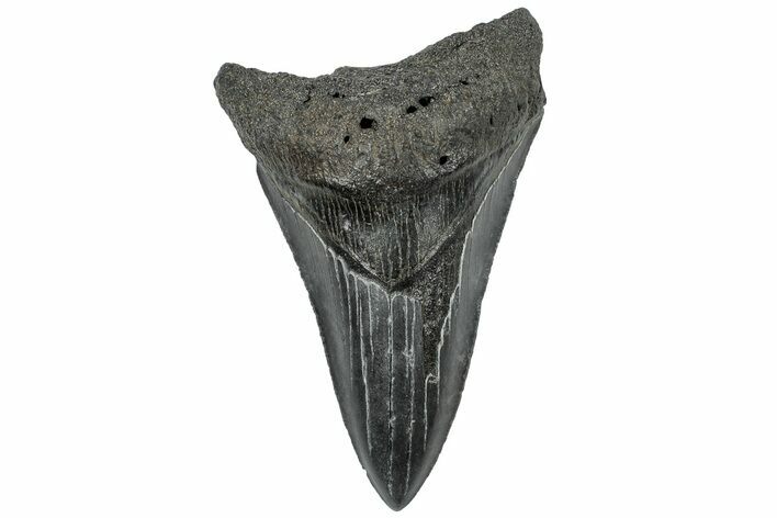 Serrated, Fossil Megalodon Tooth - South Carolina #310048